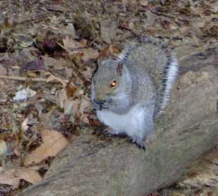 Eichhörnchen in Hülle und Fülle