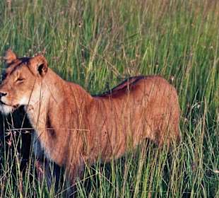 Löwe in der Masai Mara