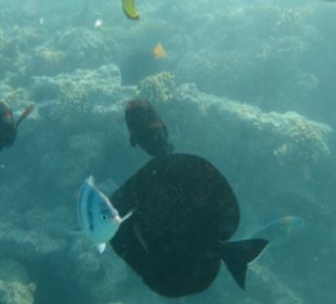 Подводный мир