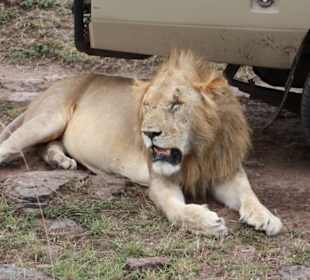 Julius Tact / JT Safaris