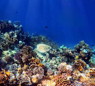 Schnorcheln Marsa Alam