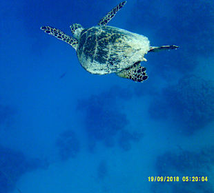 Schnorcheln Marsa Alam