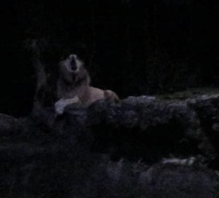 Weißer Löwe bei der Night Safari
