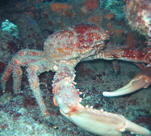 Erlebnisse bei Tauchgang Merlin Sosua