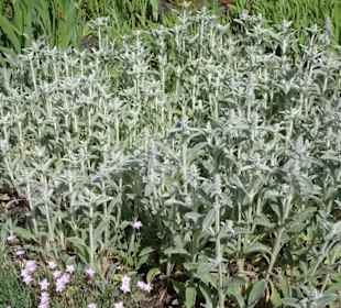 Spaziergang durch den Botanischen Garten Bremen
