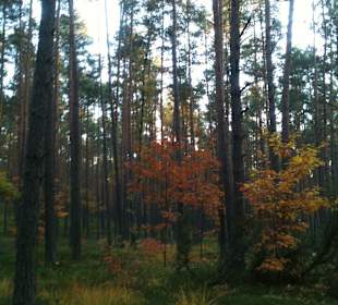Kampinoski Park Narodowy