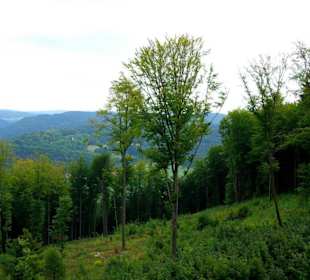 Das Oberbecken Happurger Stausee
