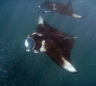 Экскурсия Ocean adventure