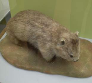 Zoologisches Forschungsmuseum Alexander Koenig