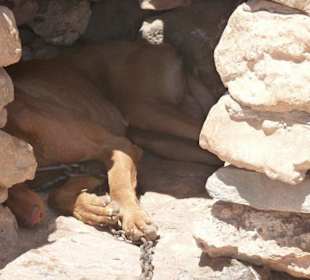 Das ist nur einer der beiden armen Kreaturen