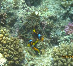 Schnorcheln Marsa Alam