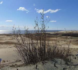 Dünenlandschaft auf der Kurischen Nehrung b. Nida