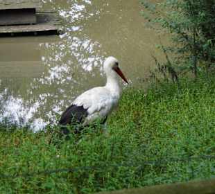 Wildparkimpressionen