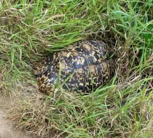 Sarova Salt Lick Game Lodge