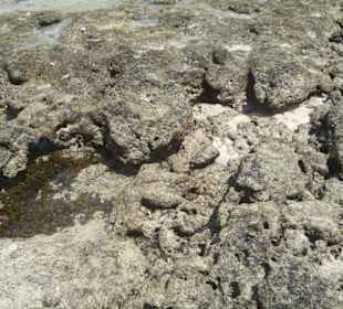 Ausflug Glasbodenboot Diani Beach