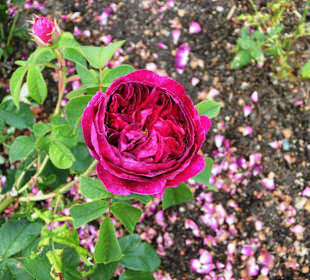 Botan. Garten Göteborg