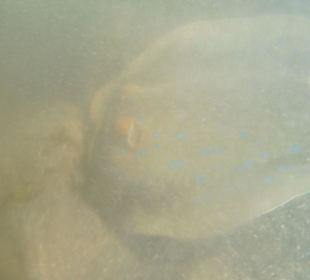 Ein wunderbares Exemplar