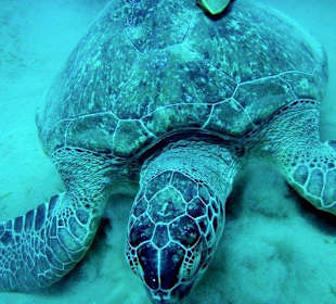 Abou Dabab (Marsa Alam)