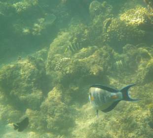 Schnorcheln Hurghada