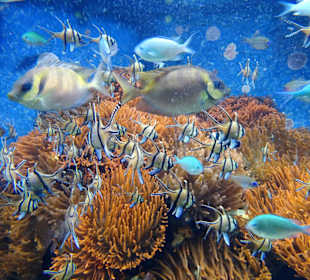 Impressionen aus dem Aquazoo Löbbecke Museum