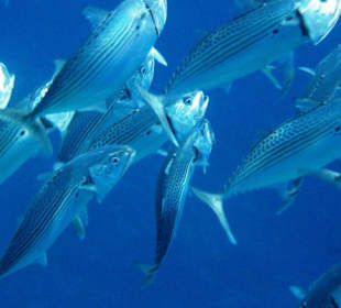 Schwarm Grossmaul-Makrelen