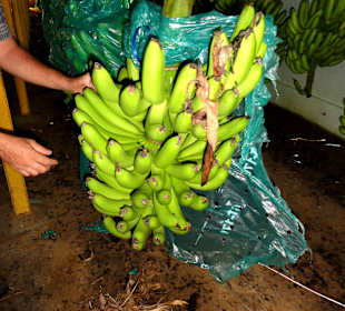 Anschließende Befreiung vom Plastiksack