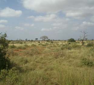 Tsavo Ost
