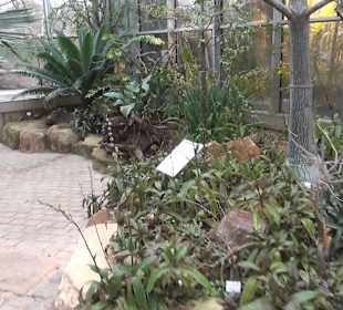 Tropicarium - Trockentropen