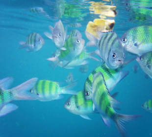 Schnorcheln vor Phi Phi Island