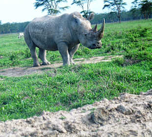 Rhino at Lake Nakuru Park