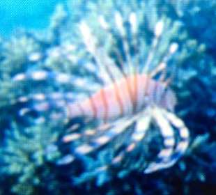 Schnorcheln Makadi Bay