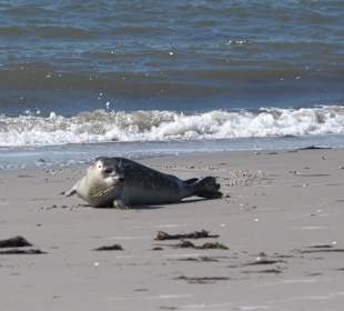 Wandern Norddorf auf Amrum