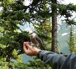 Am Sulphur Mountain / Banff