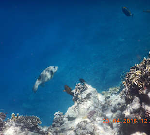 Kugelfisch