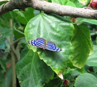 Многих бабочек я раньше не видела