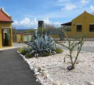Hato Caves Eingangsbereich