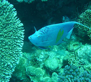 Kaiserfisch