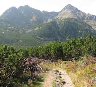 Plesnivec