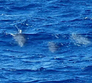 Delfin Tour Makadi Bay