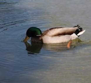 Beverly Gardens Park