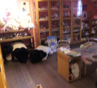 SchweineMuseum