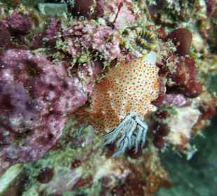 Schnecke