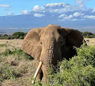 Amboseli Nationalpark 
