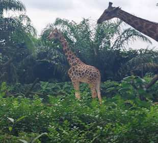 Singapur Zoo