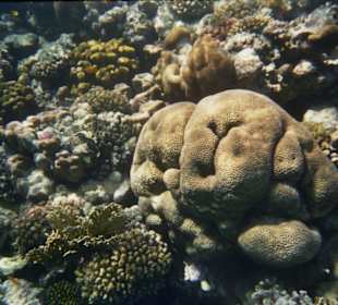 Korallen in der Bucht