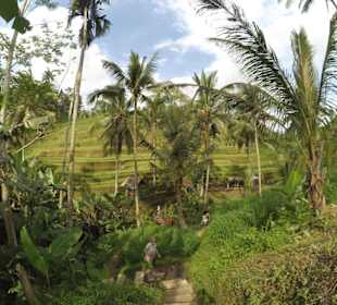 Tegalalang Rice Terrace