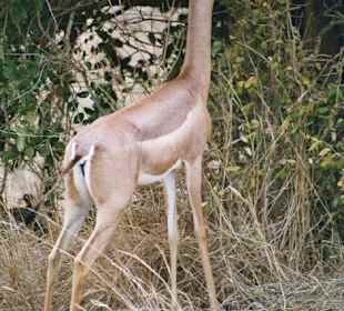 Giraffenantilope