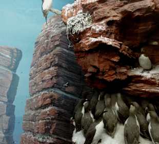 Felsen von Helgoland