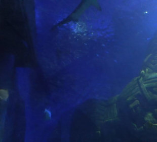 Sea Life