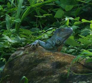 Leguan im Tortuguero Kanal
